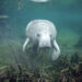A manatee munches on seagrass in Crystal River. (Photo by David Schrichte/Ocean Image Bank, CC BY-NC)